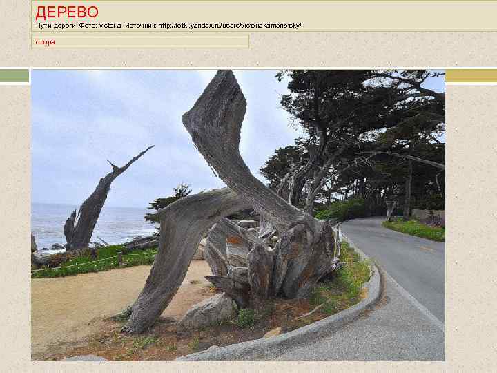 ДЕРЕВО Пути-дороги. Фото: victoria Источник: http: //fotki. yandex. ru/users/victoriakamenetsky/ опора 