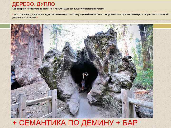 ДЕРЕВО. ДУПЛО Калифорния. Фото: victoria Источник: http: //fotki. yandex. ru/users/victoriakamenetsky/ «много лет назад ,