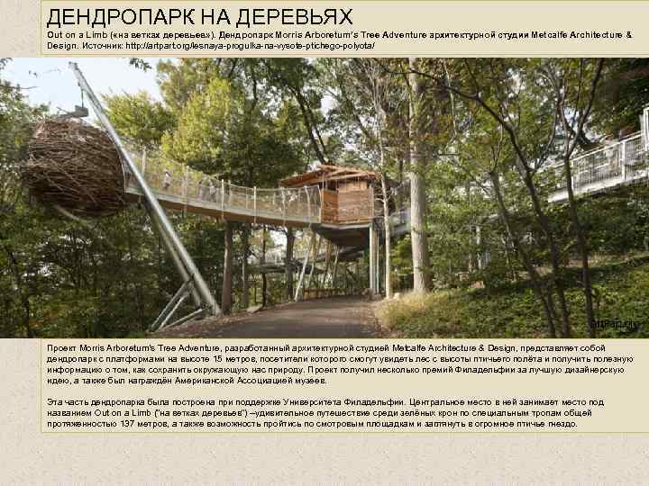 ДЕНДРОПАРК НА ДЕРЕВЬЯХ Out on a Limb ( «на ветках деревьев» ). Дендропарк Morris