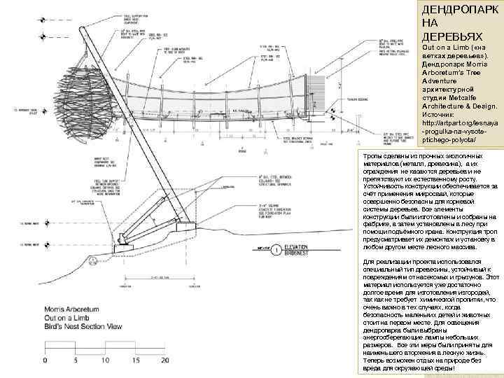 ДЕНДРОПАРК НА ДЕРЕВЬЯХ Out on a Limb ( «на ветках деревьев» ). Дендропарк Morris