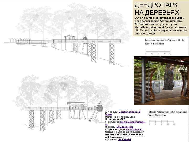 ДЕНДРОПАРК НА ДЕРЕВЬЯХ Out on a Limb ( «на ветках деревьев» ). Дендропарк Morris