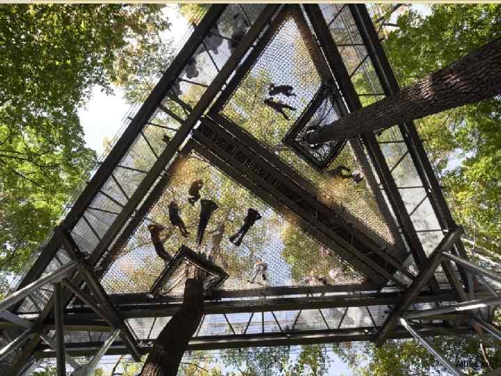 ДЕНДРОПАРК НА ДЕРЕВЬЯХ Out on a Limb ( «на ветках деревьев» ). Дендропарк Morris