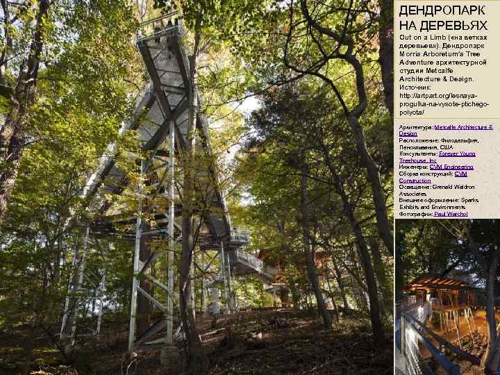 ДЕНДРОПАРК НА ДЕРЕВЬЯХ Out on a Limb ( «на ветках деревьев» ). Дендропарк Morris
