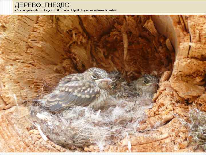 ДЕРЕВО. ГНЕЗДО «Птичьи дети» . Фото: taty-shir. Источник: http: //fotki. yandex. ru/users/taty-shir/ 