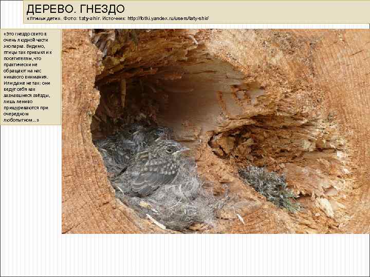 ДЕРЕВО. ГНЕЗДО «Птичьи дети» . Фото: taty-shir. Источник: http: //fotki. yandex. ru/users/taty-shir/ «Это гнездо
