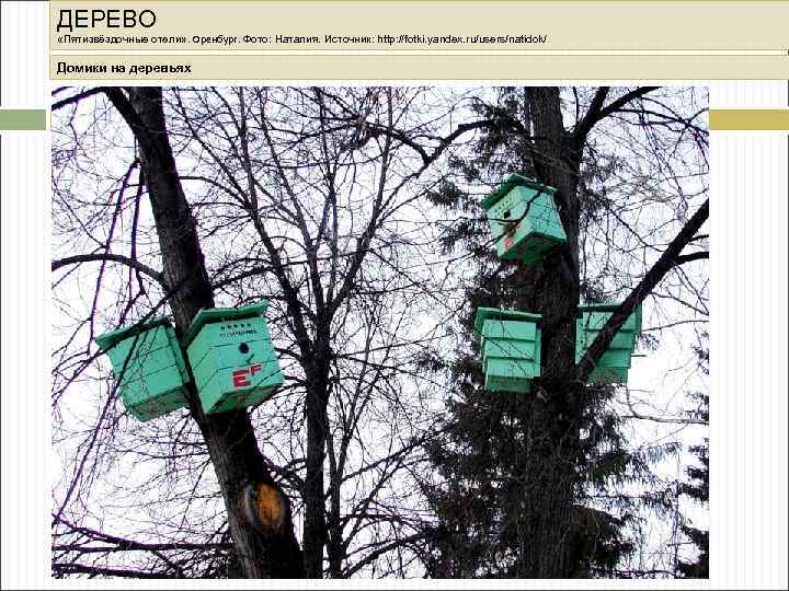 ДЕРЕВО «Пятизвёздочные отели» . Оренбург. Фото: Наталия. Источник: http: //fotki. yandex. ru/users/natidok/ Домики на