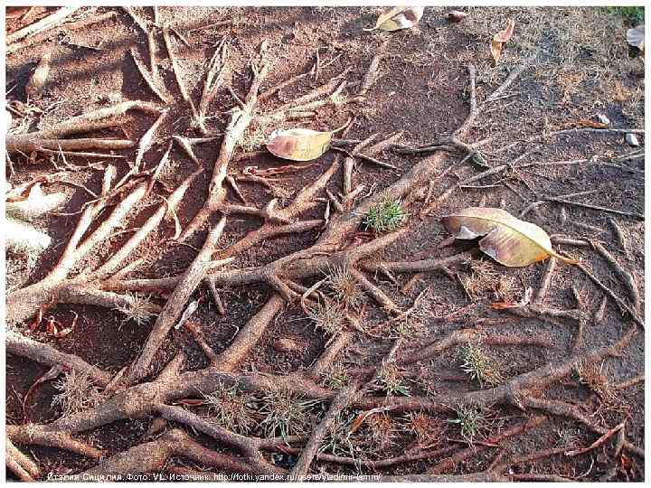 Италия Сицилия. Фото: VL. Источник: http: //fotki. yandex. ru/users/vladimir-lamm/ 