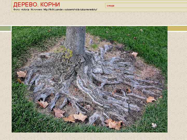ДЕРЕВО. КОРНИ Фото: victoria Источник: http: //fotki. yandex. ru/users/victoriakamenetsky/ опора 