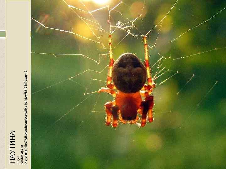 Паук Фото: Ирина Источник: http: //fotki. yandex. ru/users/fike-ira/view/431688? page=5 ПАУТИНА 