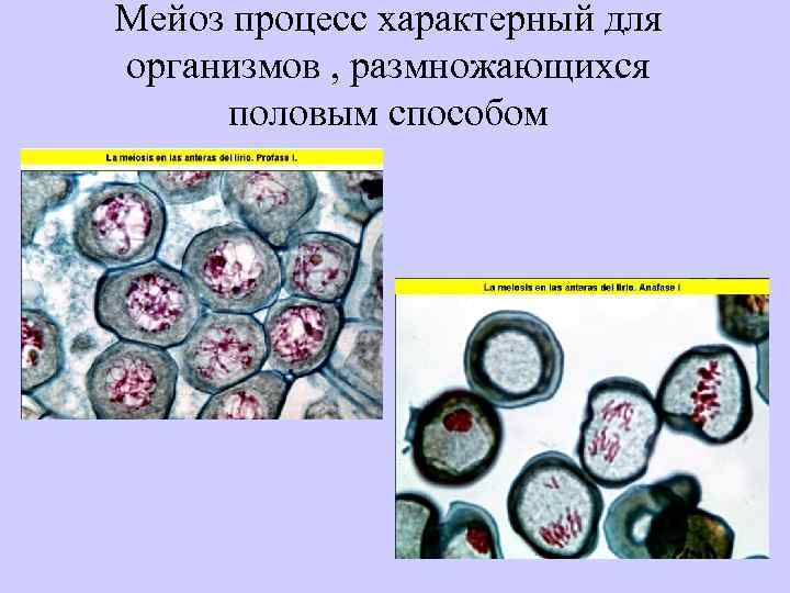 Мейоз процесс характерный для организмов , размножающихся половым способом 