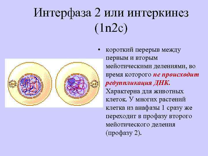 Интерфаза мейоза