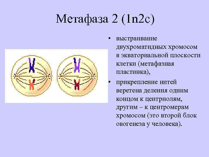 Спирализация двухроматидных хромосом. Метафаза мейоза 2. Мейоз 2 метафаза 2. Фазы деления мейоза метафаза. Метафаза 2 мейоза процессы.