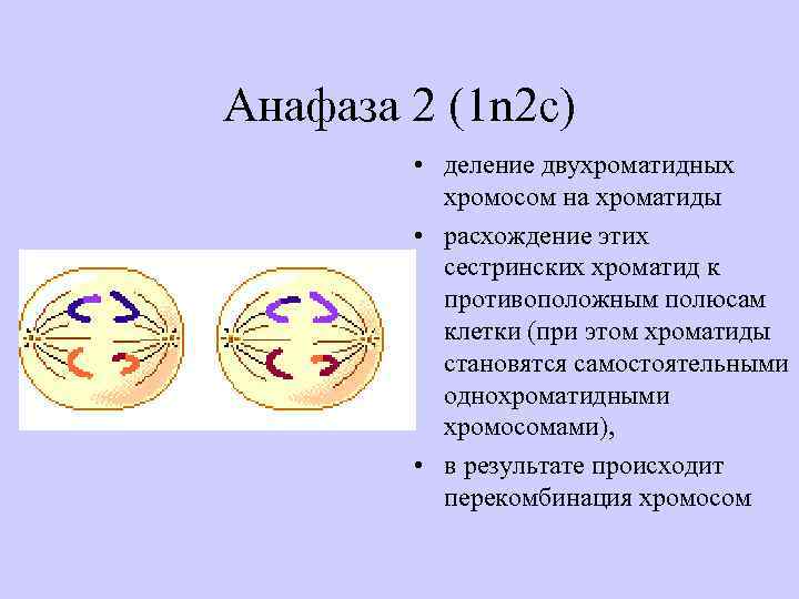 Хромосомы двухроматидные в какой фазе мейоза. Мейоз 2 анафаза 2. Анафаза 2 мейоза процессы. Анафаза второго деления мейоза набор. Анафаза 2 деления мейоза.