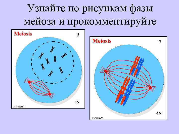 Каким номером на рисунке обозначена фаза мейоза