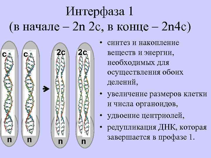 Интерфаза 1 (в начале – 2 n 2 с, в конце – 2 n