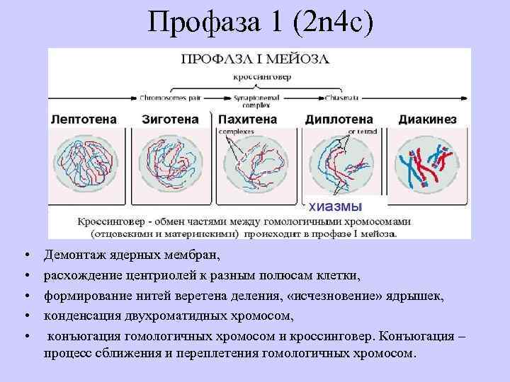 Образование двухроматидных хромосом спирализация хромосом