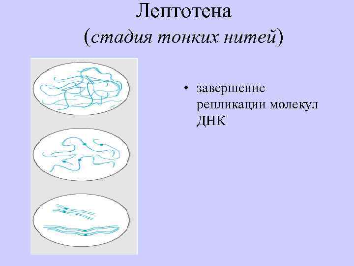 Лептотена (стадия тонких нитей) • завершение репликации молекул ДНК 