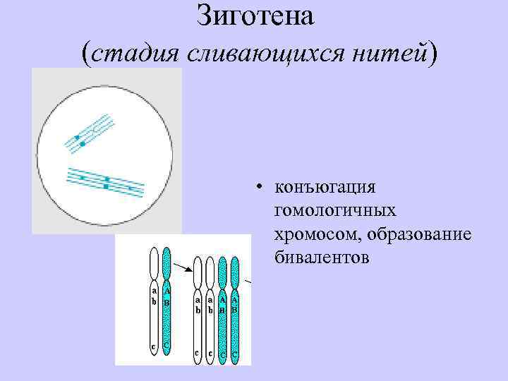 Конъюгация хромосом. Конъюгация гомологических хромосом. Конъюгация хромосом это процесс. Конъюгация гомологичных хромосом происходит.