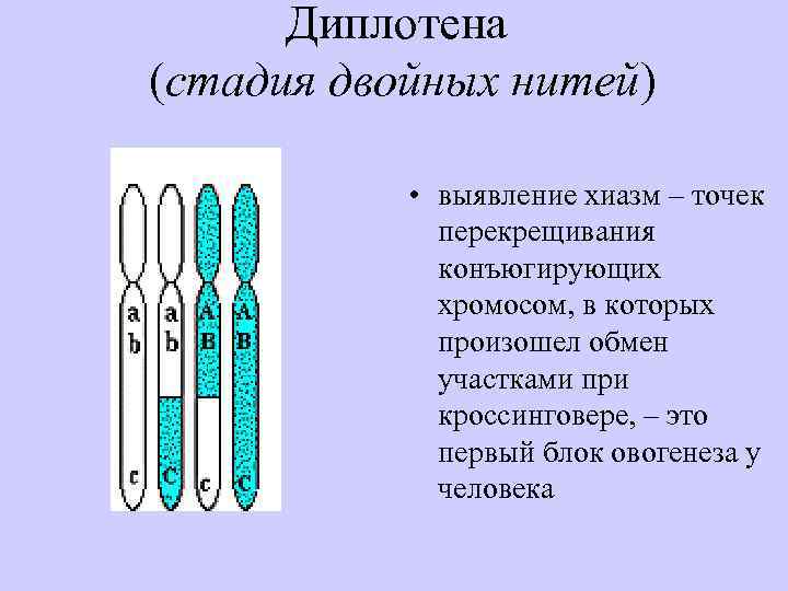 Хиазм это в литературе