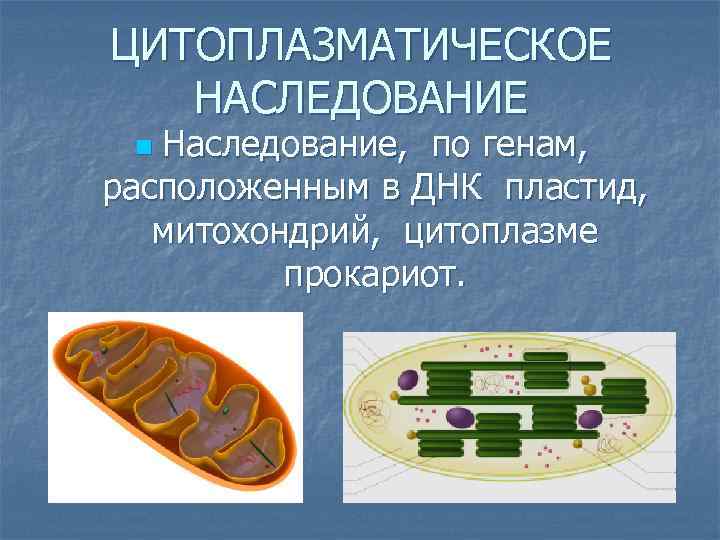 Цитоплазматическая наследственность презентация