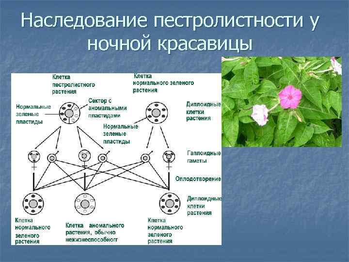 Генотип исходного растения с усиками