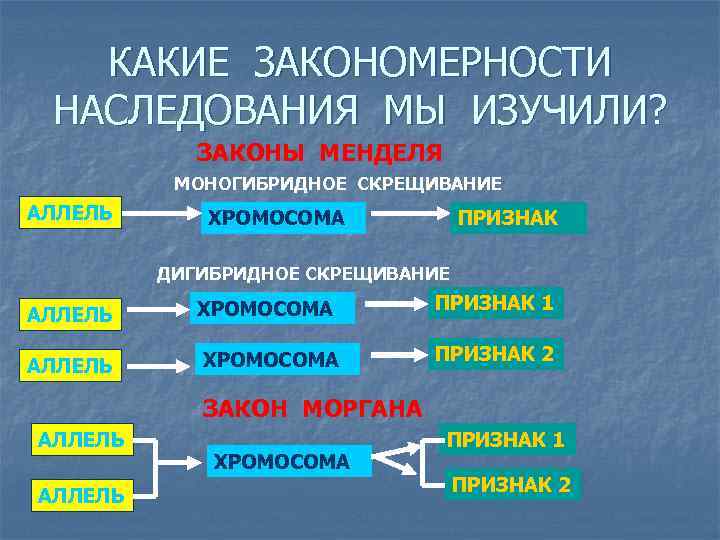 КАКИЕ ЗАКОНОМЕРНОСТИ НАСЛЕДОВАНИЯ МЫ ИЗУЧИЛИ? ЗАКОНЫ МЕНДЕЛЯ МОНОГИБРИДНОЕ СКРЕЩИВАНИЕ АЛЛЕЛЬ ХРОМОСОМА ПРИЗНАК ДИГИБРИДНОЕ СКРЕЩИВАНИЕ