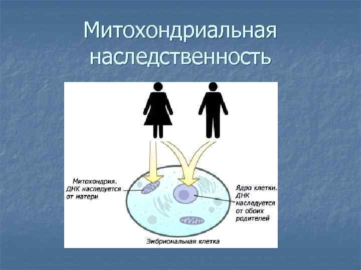 Митохондриальная наследственность 