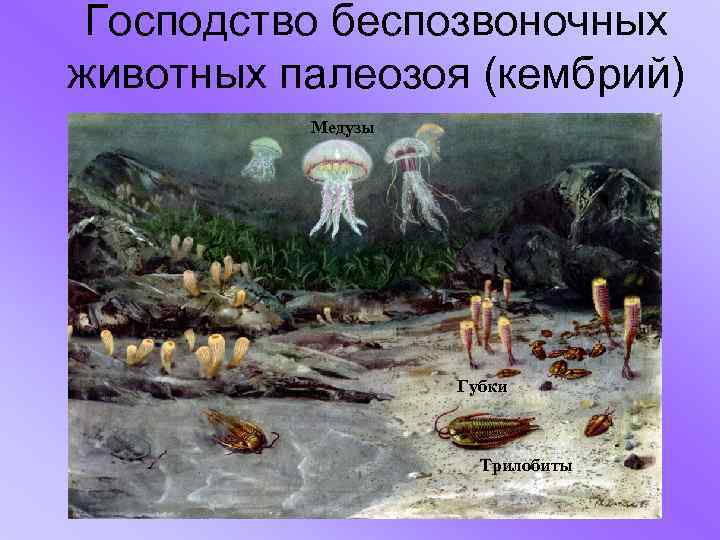 Господство беспозвоночных животных палеозоя (кембрий) Медузы Губки Трилобиты 