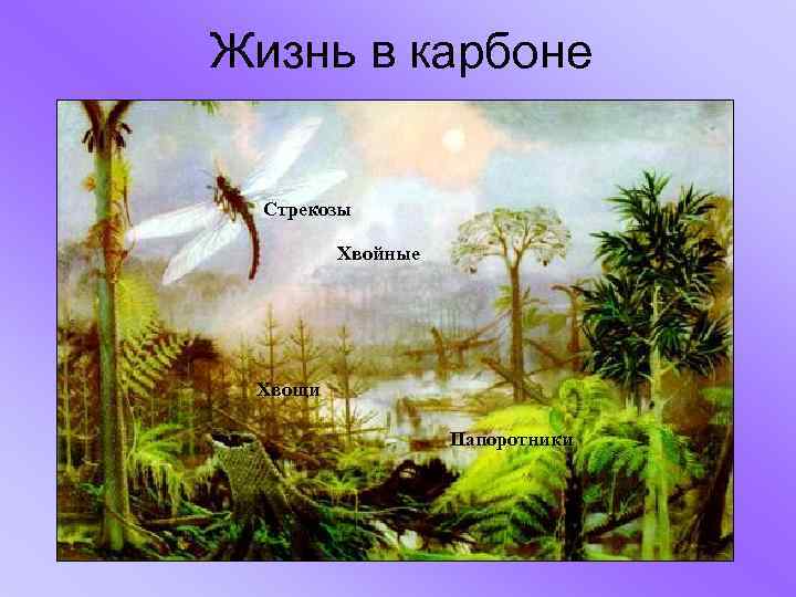 Жизнь в карбоне Стрекозы Хвойные Хвощи Папоротники 
