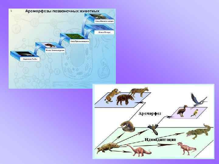 Появление рогов у копытных ароморфоз. Ароморфозы в эволюции растений и животных. Ароморфозы позвоночных животных.