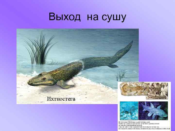 Выход на сушу Ихтиостега 