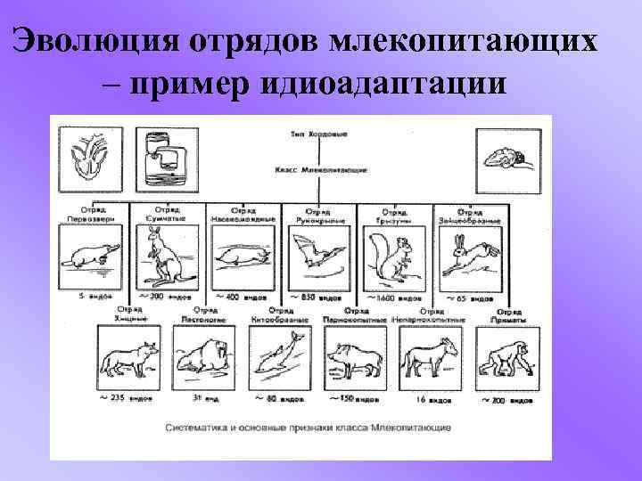 Эволюция отрядов млекопитающих – пример идиоадаптации 