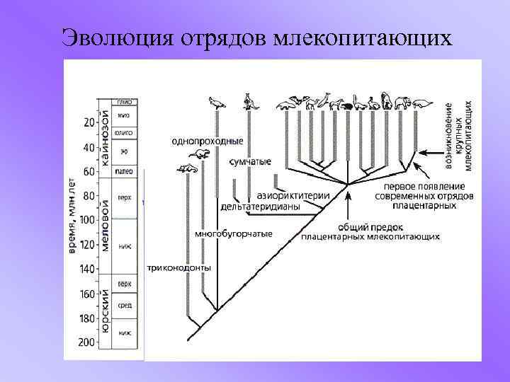 Эволюция отрядов млекопитающих 