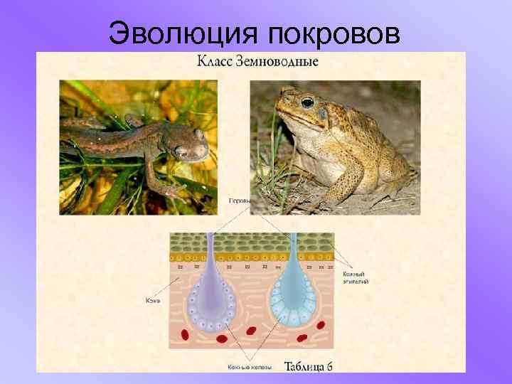 Эволюция покровов 