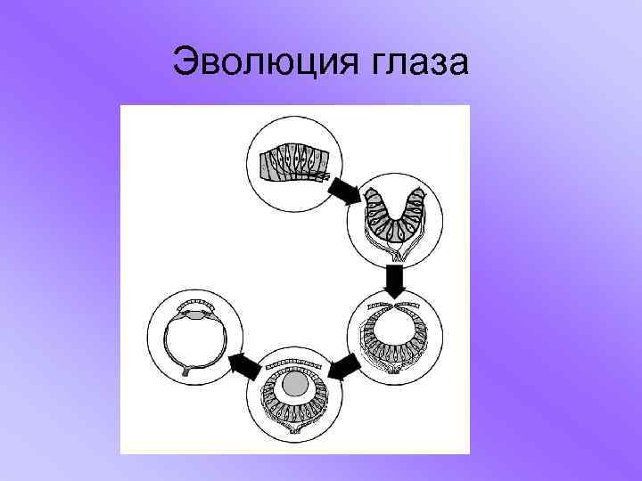 Эволюция глаза 
