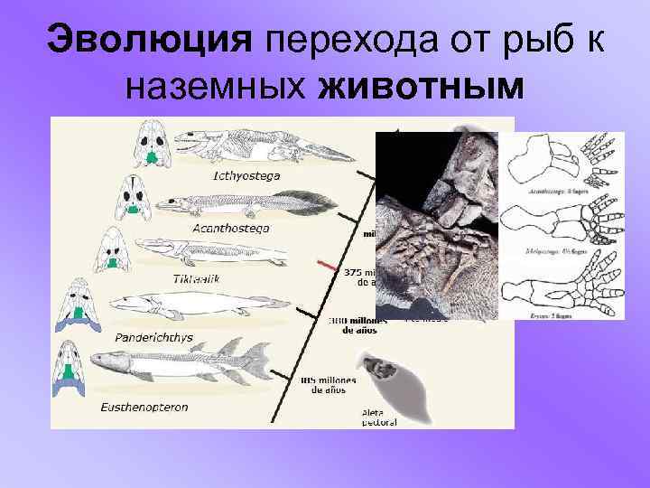 Эволюция перехода от рыб к наземных животным 