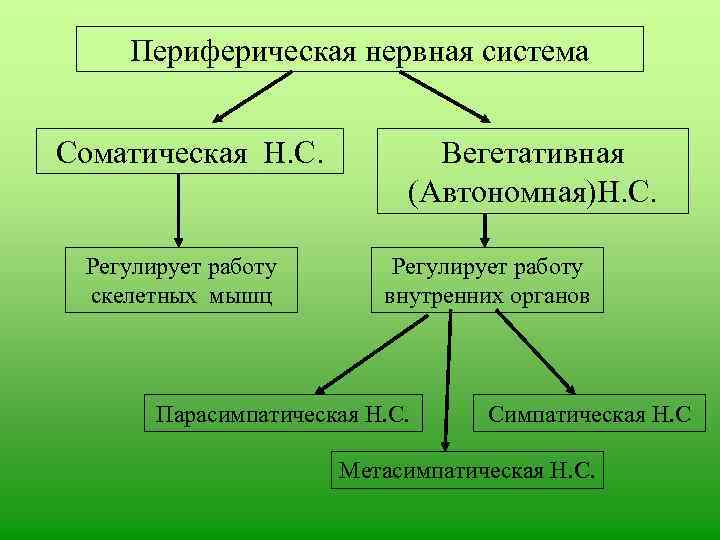 Периферическая нервная система Соматическая Н. С. Регулирует работу скелетных мышц Вегетативная (Автономная)Н. С. Регулирует