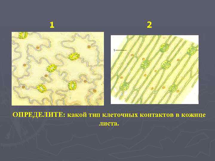1 2 ОПРЕДЕЛИТЕ: какой тип клеточных контактов в кожице листа. 