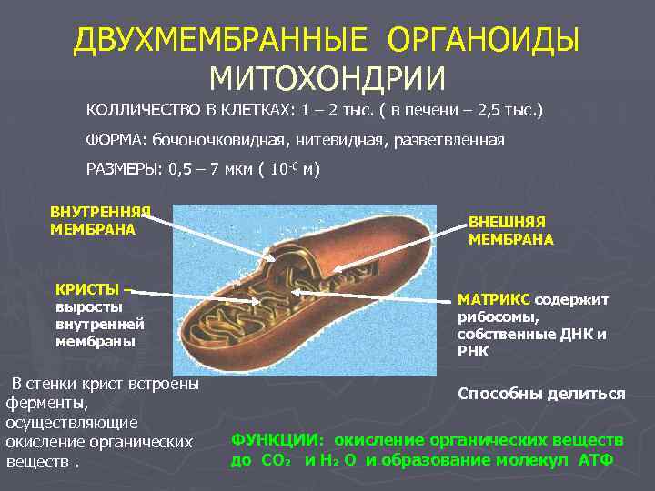 Двухмембранные органоиды