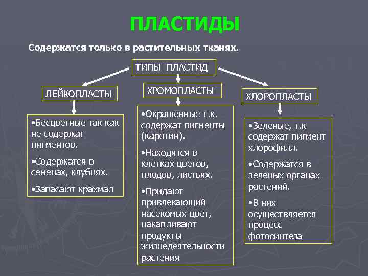 ПЛАСТИДЫ Содержатся только в растительных тканях. ТИПЫ ПЛАСТИД ЛЕЙКОПЛАСТЫ • Бесцветные так как не