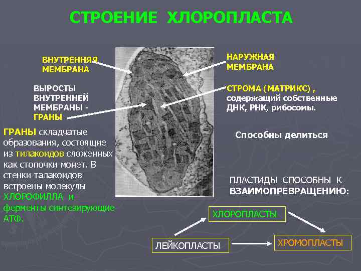 СТРОЕНИЕ ХЛОРОПЛАСТА НАРУЖНАЯ МЕМБРАНА ВНУТРЕННЯЯ МЕМБРАНА ВЫРОСТЫ ВНУТРЕННЕЙ МЕМБРАНЫ ГРАНЫ СТРОМА (МАТРИКС) , содержащий