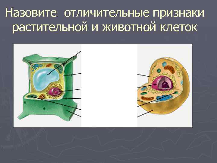 Назовите отличительные признаки растительной и животной клеток 