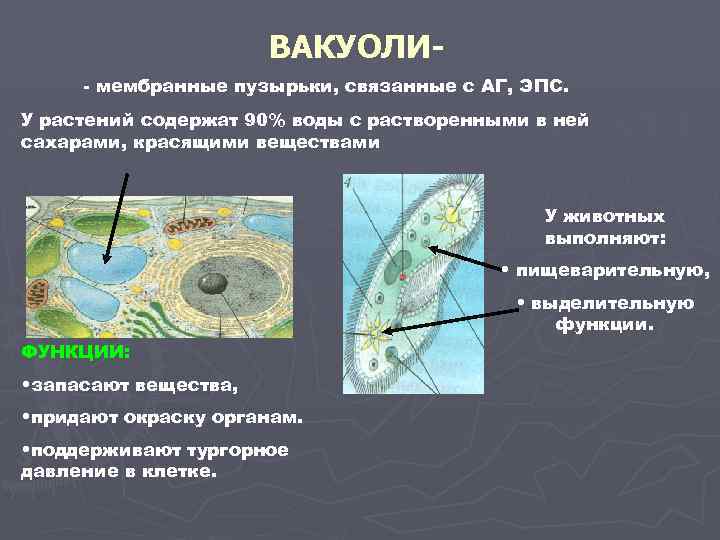 ВАКУОЛИ- мембранные пузырьки, связанные с АГ, ЭПС. У растений содержат 90% воды с растворенными