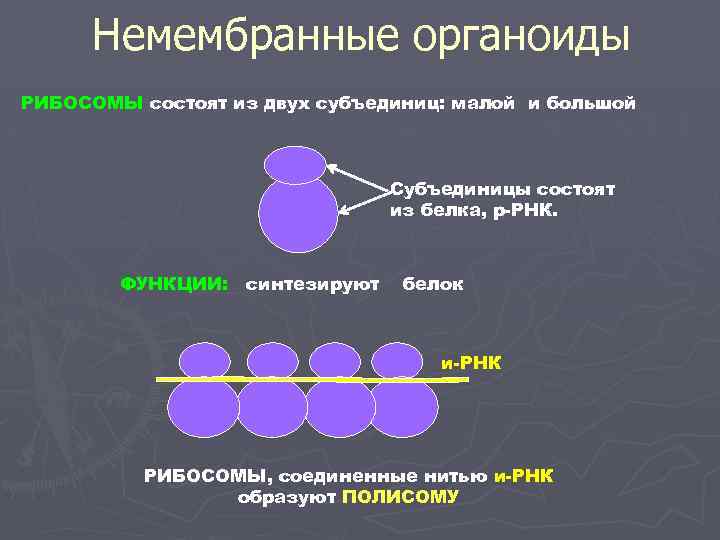 Рибосомы синтез молекул