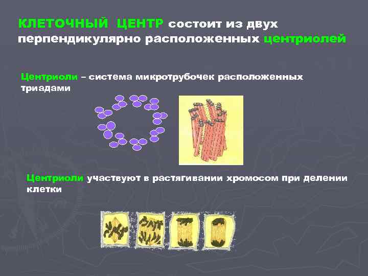КЛЕТОЧНЫЙ ЦЕНТР состоит из двух перпендикулярно расположенных центриолей Центриоли – система микротрубочек расположенных триадами