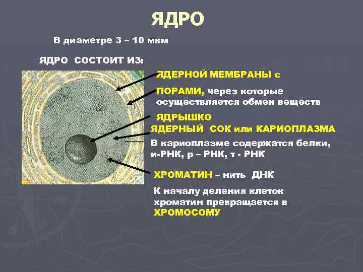 Исчезновение ядерной оболочки происходит в