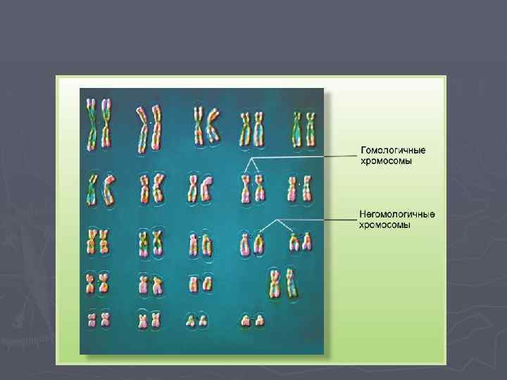 Негомологичные хромосомы. Гомологичные хромосомы и негомологичные хромосомы. Гомологичный и не гомологичные хромосомы. Гомологичный набор хромосом.