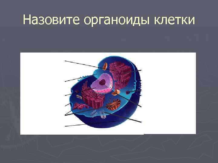 Назовите органоиды клетки Рибосомы Лизосомы Митохондрии Клеточный центр 