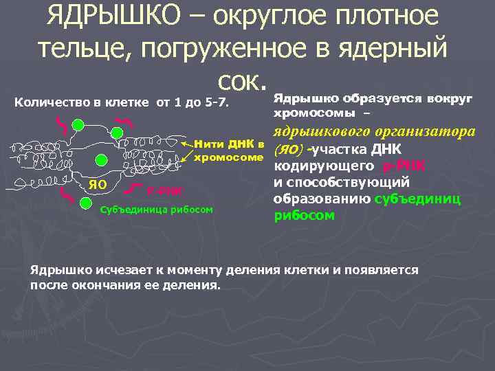 ЯДРЫШКО – округлое плотное тельце, погруженное в ядерный сок. Ядрышко образуется вокруг Количество в