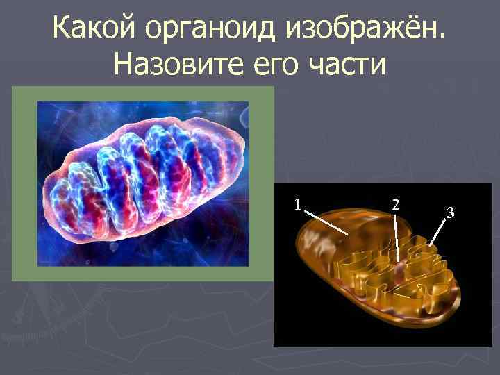 Какой органоид изображён. Назовите его части 1 2 3 